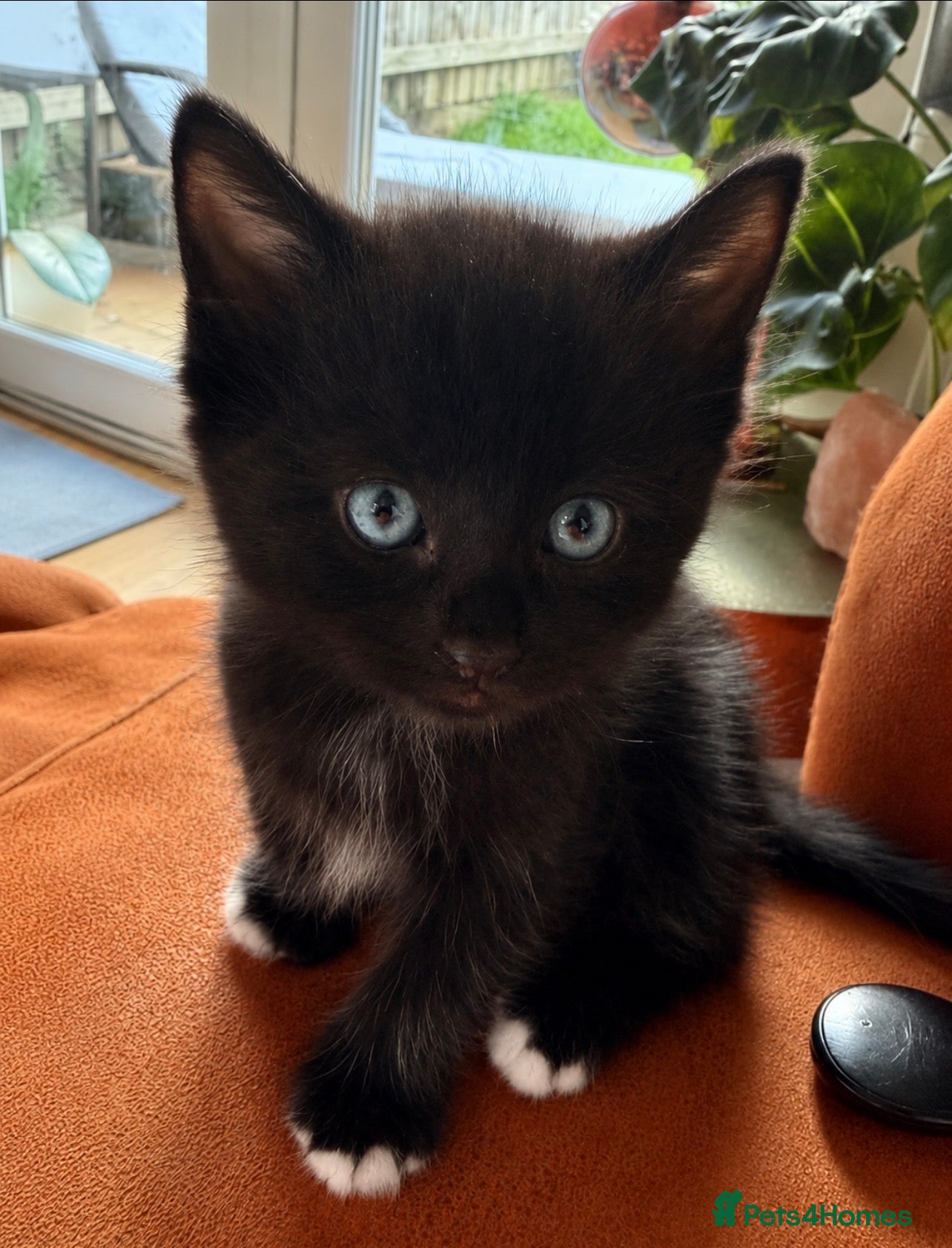 Ragdoll cats Ready Now! Adorable Teddy Bear Mink Ragdoll x BSH - Advert 1