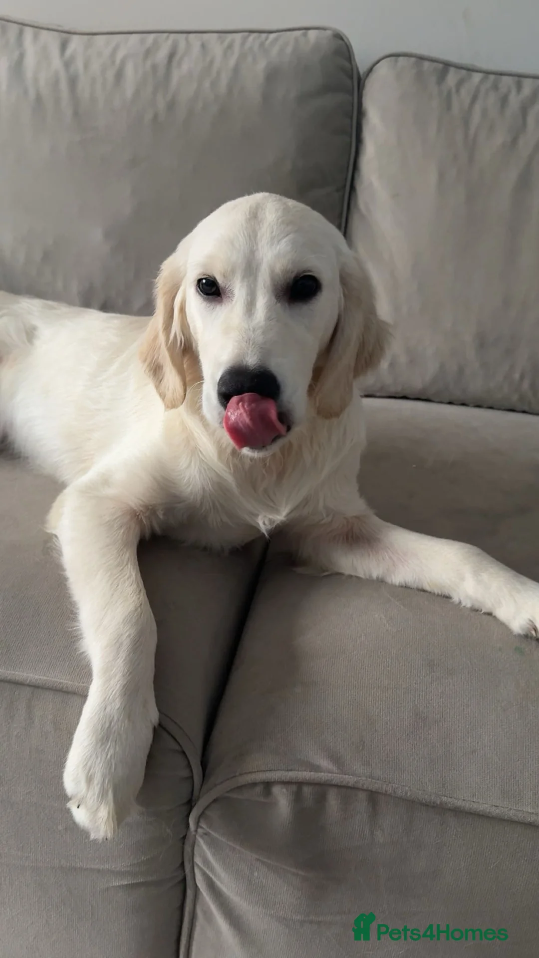 Golden Retriever dogs for sale: 6 month old, Male golden retriever  - Advert 2