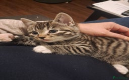 Mixed Breed cats for sale: Gorgeous kittens looking for their forever home.  - Advert 11