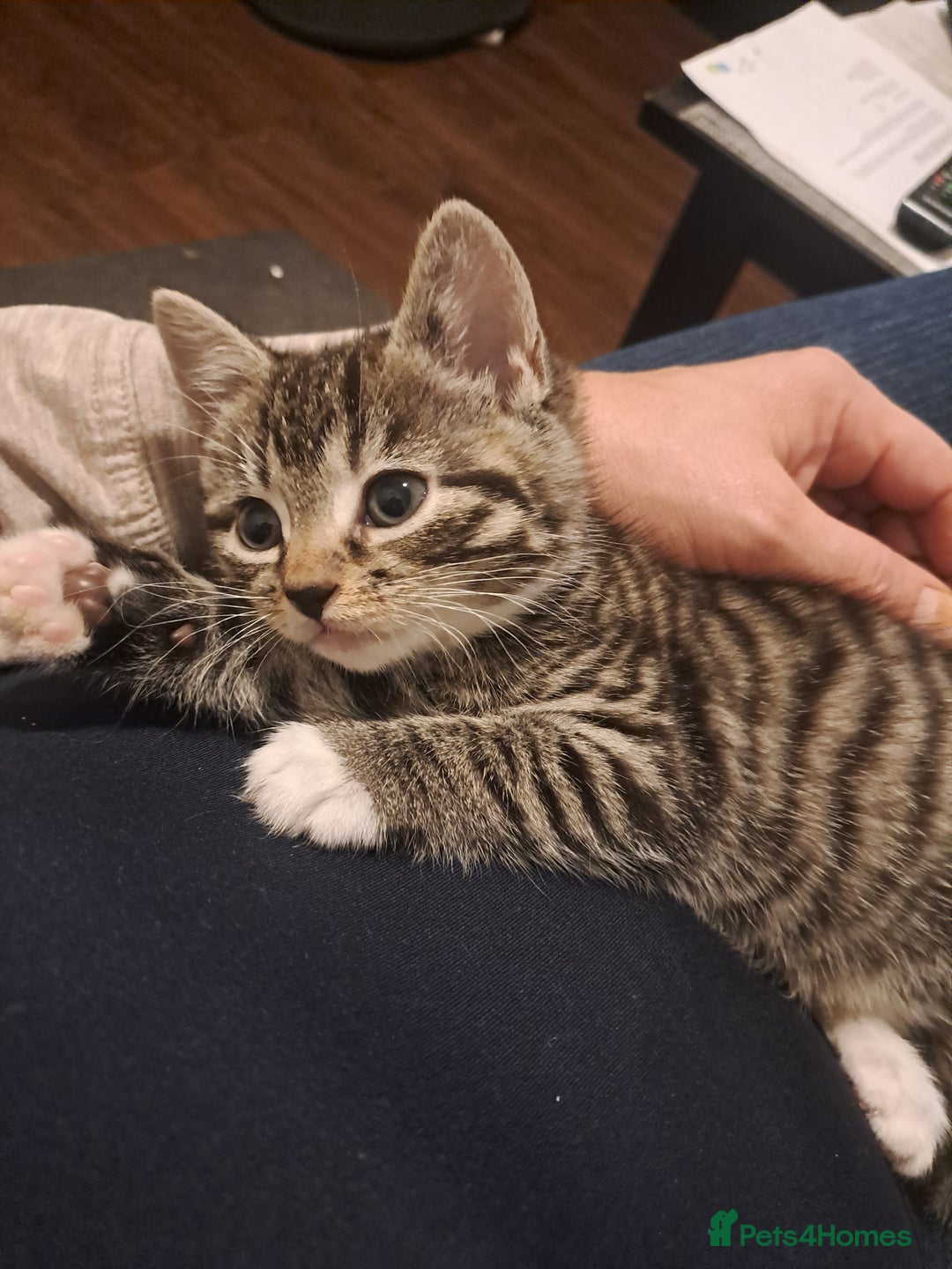 Mixed Breed cats for sale: Gorgeous kittens looking for their forever home.  - Advert 11