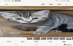 Mixed Breed cats for sale: Kitten - Image 3