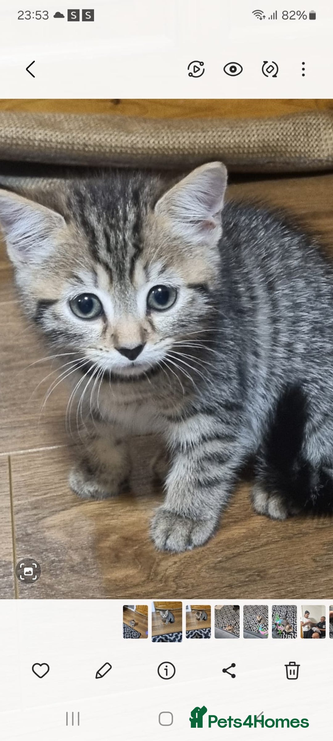 Mixed Breed cats for sale: Kitten - Image 3