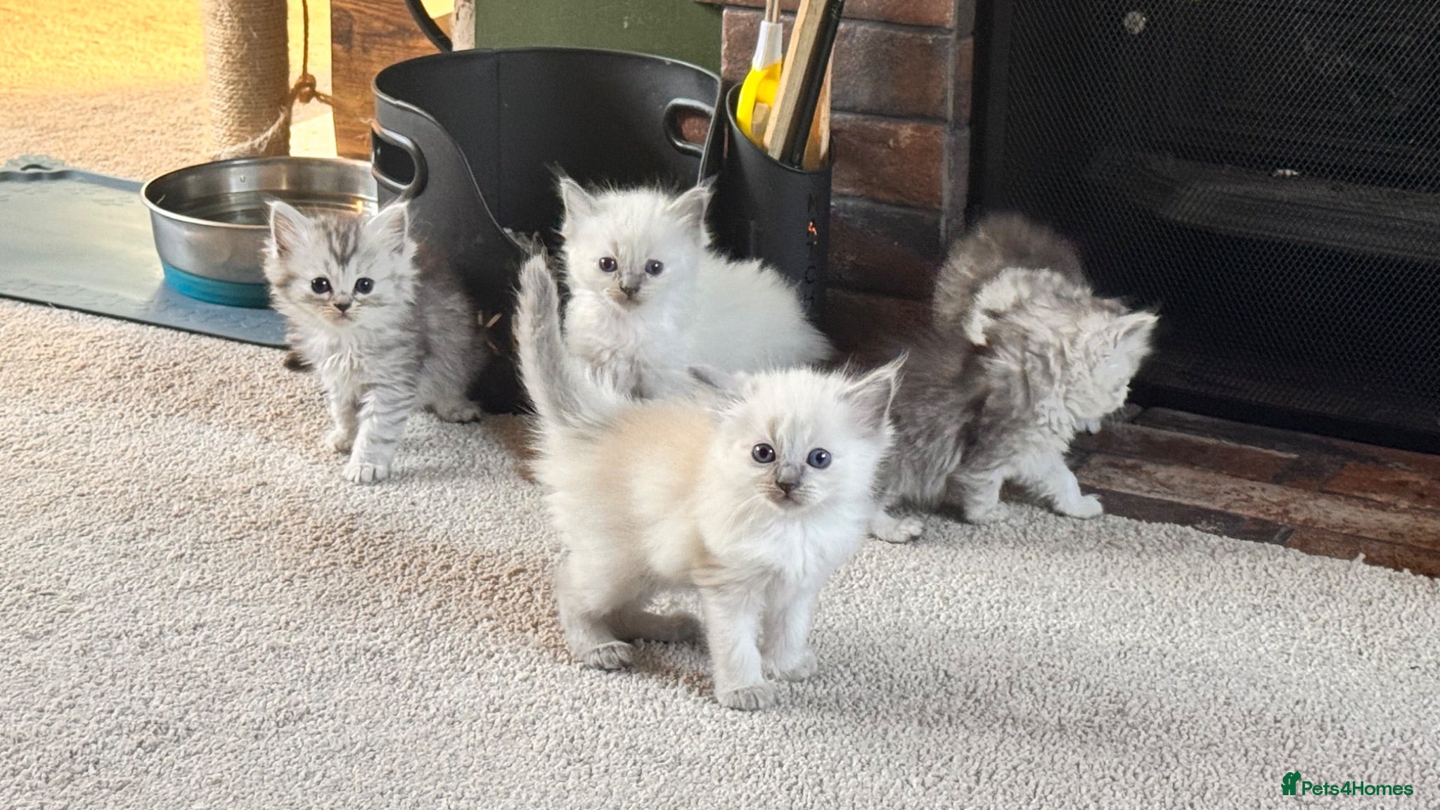 Ragdoll cats Gorgeous ragdoll babies  - Advert 2