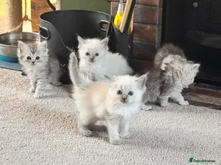 Ragdoll cats Gorgeous ragdoll babies - Advert 2