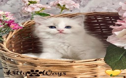 Ragdoll cats for sale: 🐾🩷*TICA REG* LYNX TABBY EU RAGDOLL KITTENS🩵🐾 - Image 27