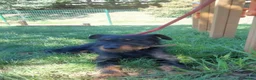 Jagdterrier dogs for adoption: Enzo  in Penryn - Advert 2