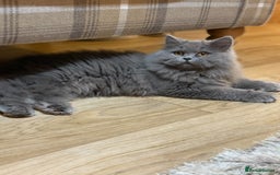 British Shorthair cats for sale: Beautiful British longhair female - Image 2