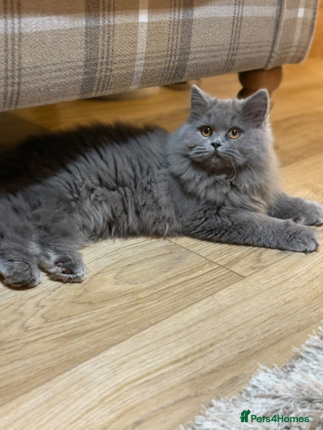 British Shorthair cats for sale: Beautiful British longhair female - Image 2