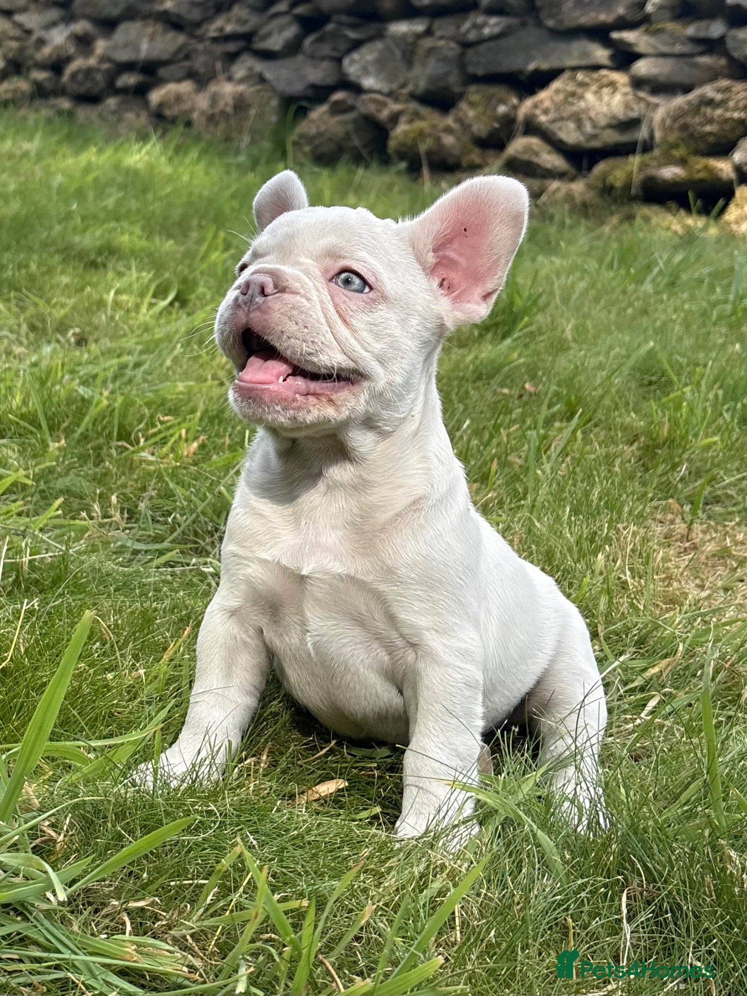 French Bulldog dogs for sale: 🔥READY NOW🔥KC registered frenchie pups❤️‍🔥 - Advert 1