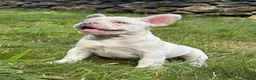 French Bulldog dogs for sale: 🔥READY NOW🔥KC registered frenchie pups❤️‍🔥 - Advert 1