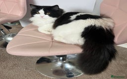 Persian cats for stud: Nice Persian ready to stud - Image 1