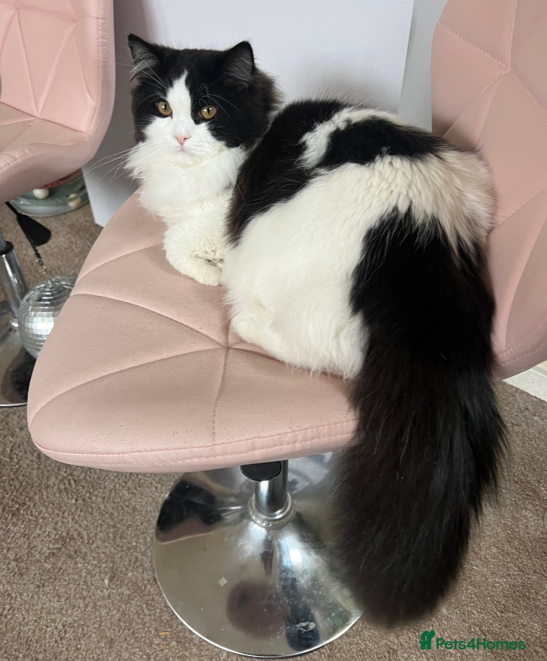 Persian cats for stud: Nice Persian ready to stud - Image 1