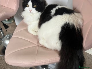 Persian cats for stud - Advert 1