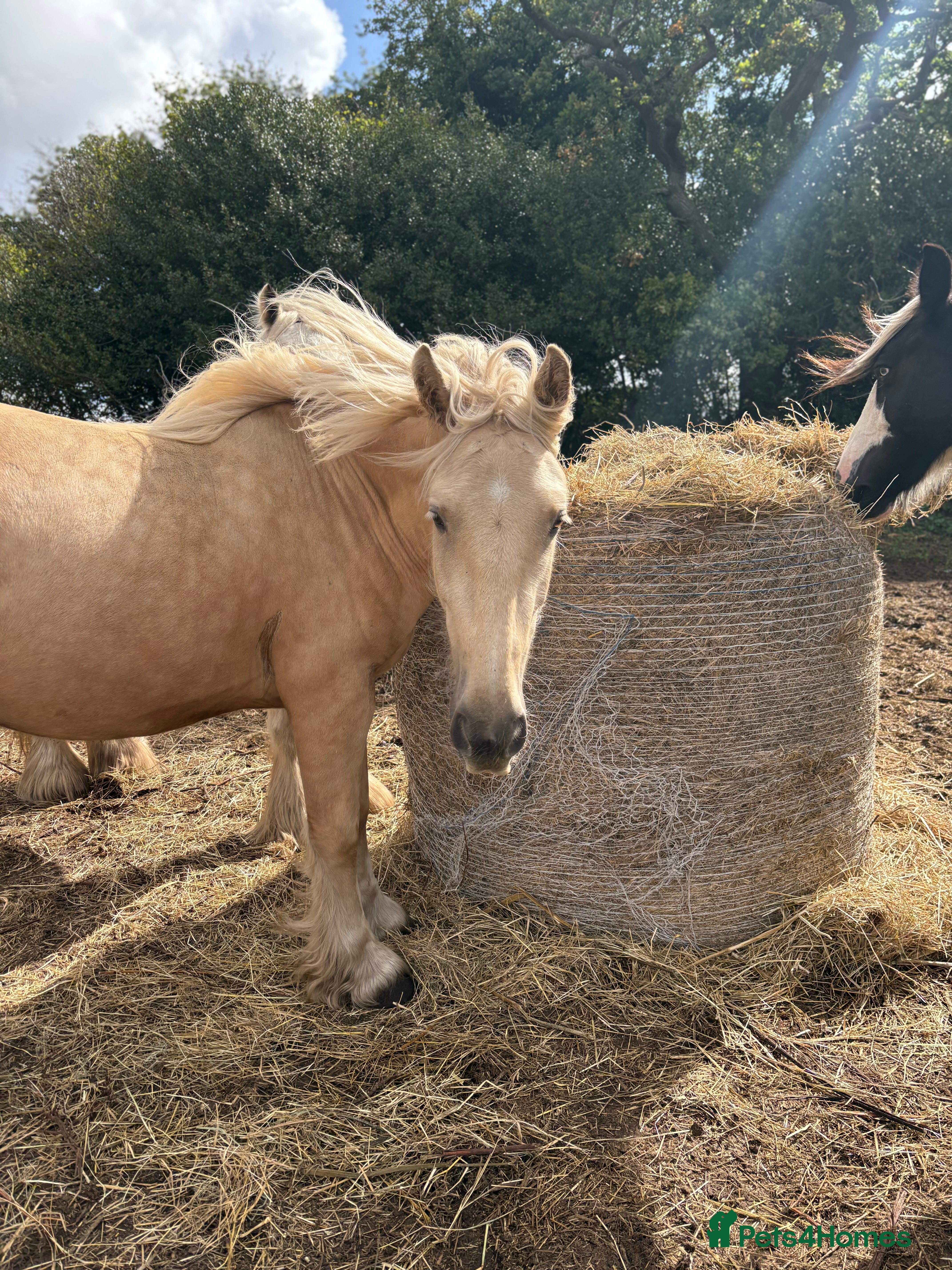 Palomino horses 14hh gelding  - Advert 1
