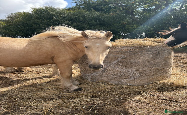 Palomino horses - Advert 1