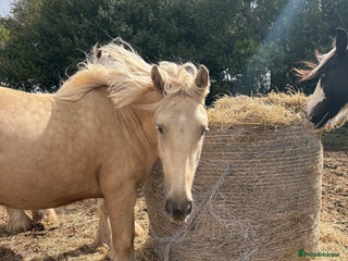 Palomino horses - Advert 1