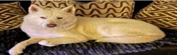 Siberian Husky dogs for sale: Pure White Siberian Husky Pups - Advert 4