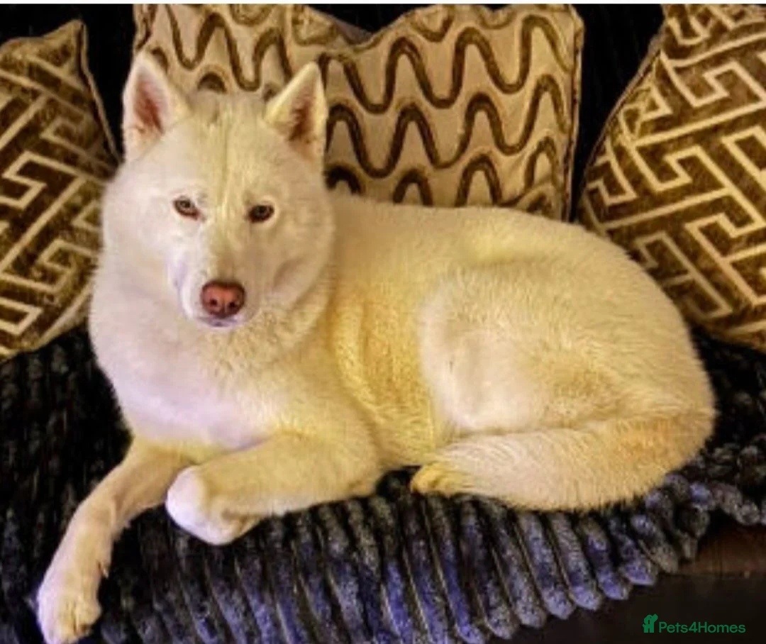 Siberian Husky dogs for sale: Pure White Siberian Husky Pups - Advert 4