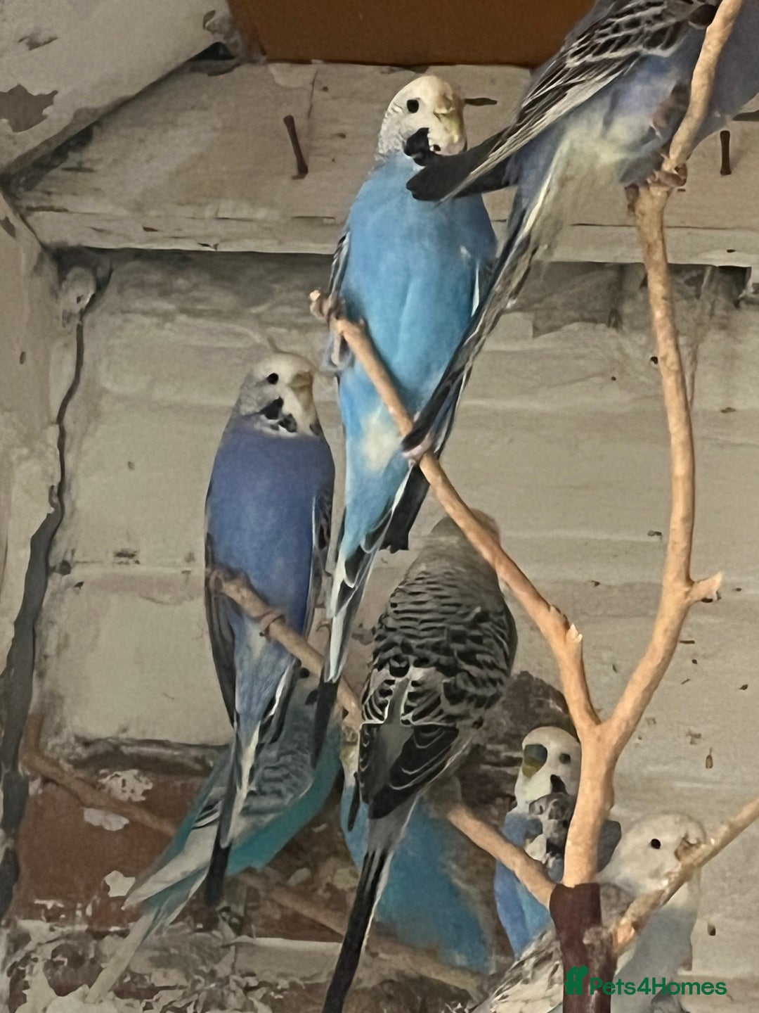 Mixed Breed birds for sale: Budgies for sale - Advert 7