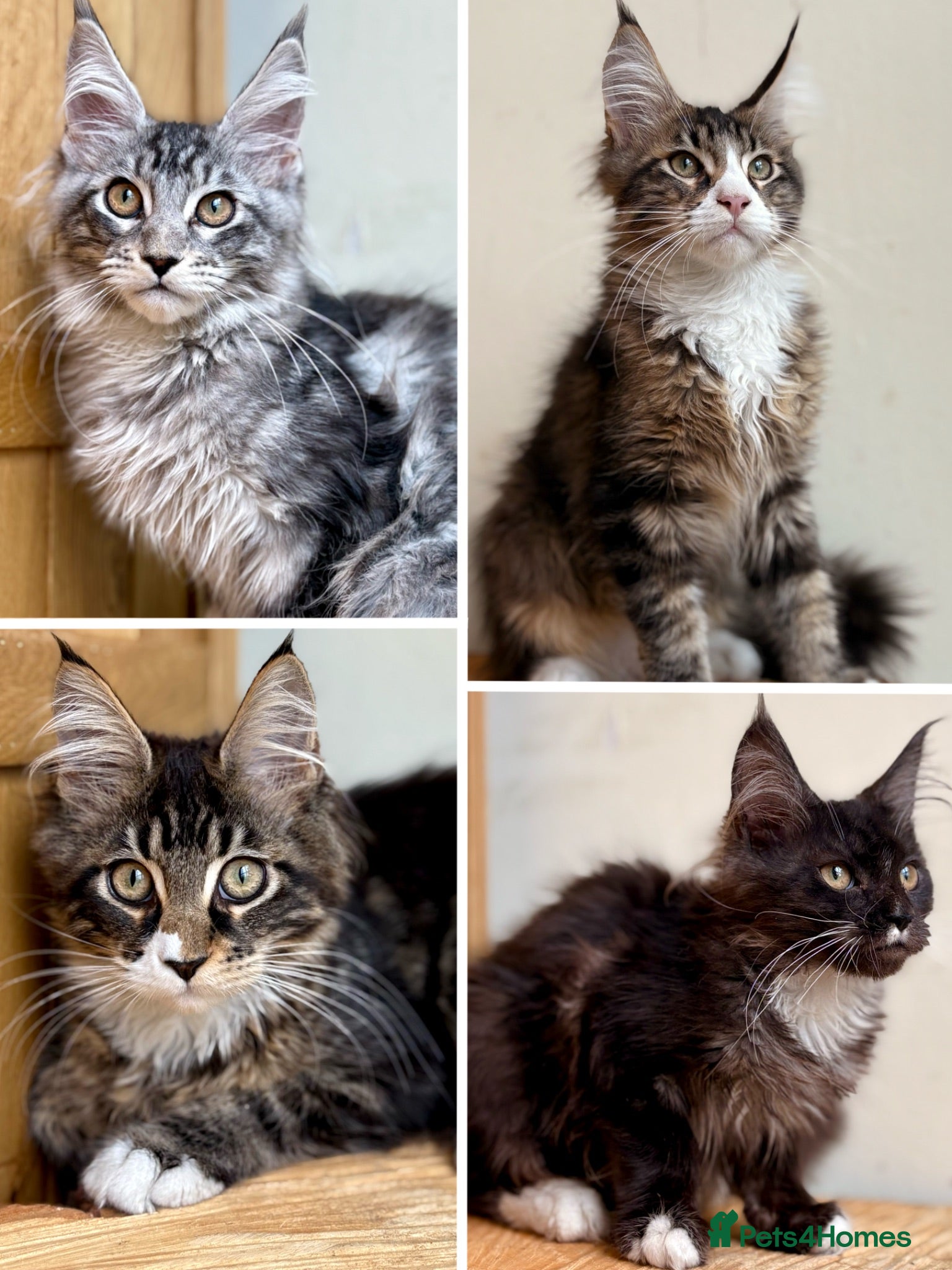 Maine Coon cats Beautiful Maine Coon kittens - Advert 1