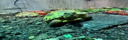 Tortoise reptiles for sale: BABY HORSFIELDS & SET UPS - Advert 1