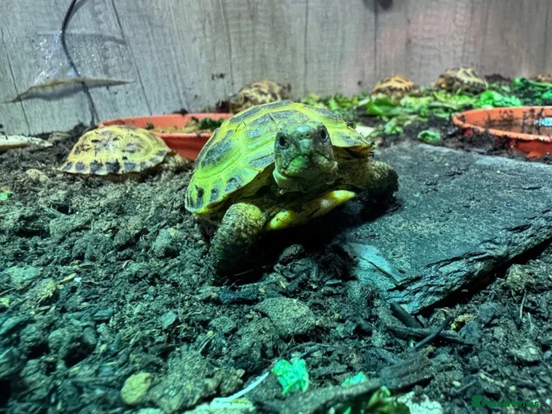 Tortoise reptiles for sale: BABY HORSFIELDS & SET UPS - Advert 1