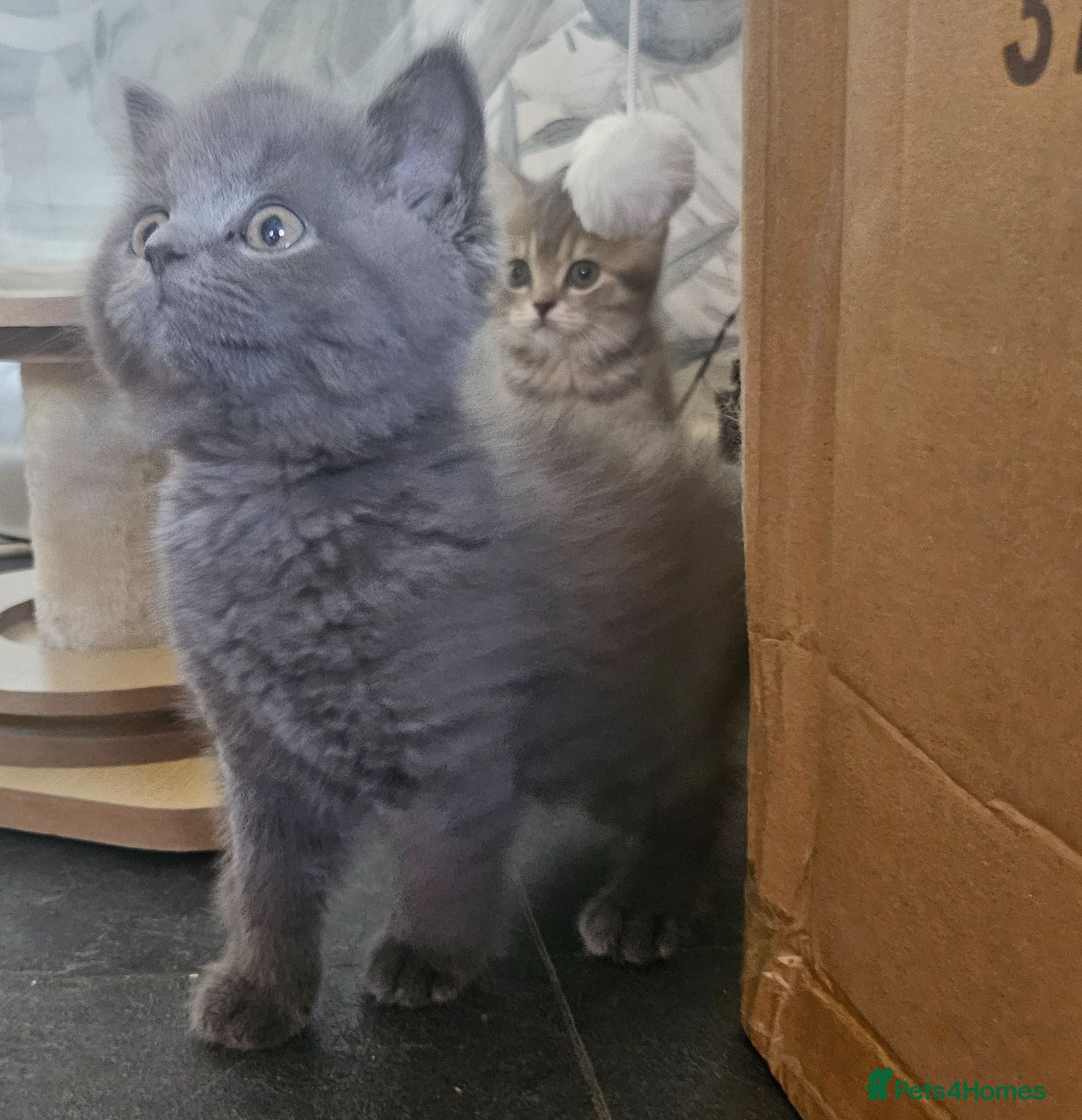 British Shorthair cats Tica registered Blue & Blue golden BSH - Advert 15