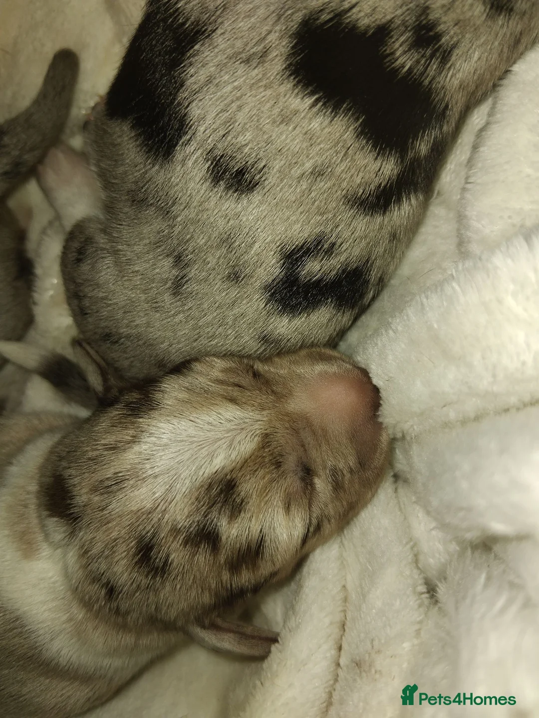 Jackshund dogs for sale: Jackhaunds / daxijacks  in Birmingham - Advert 2