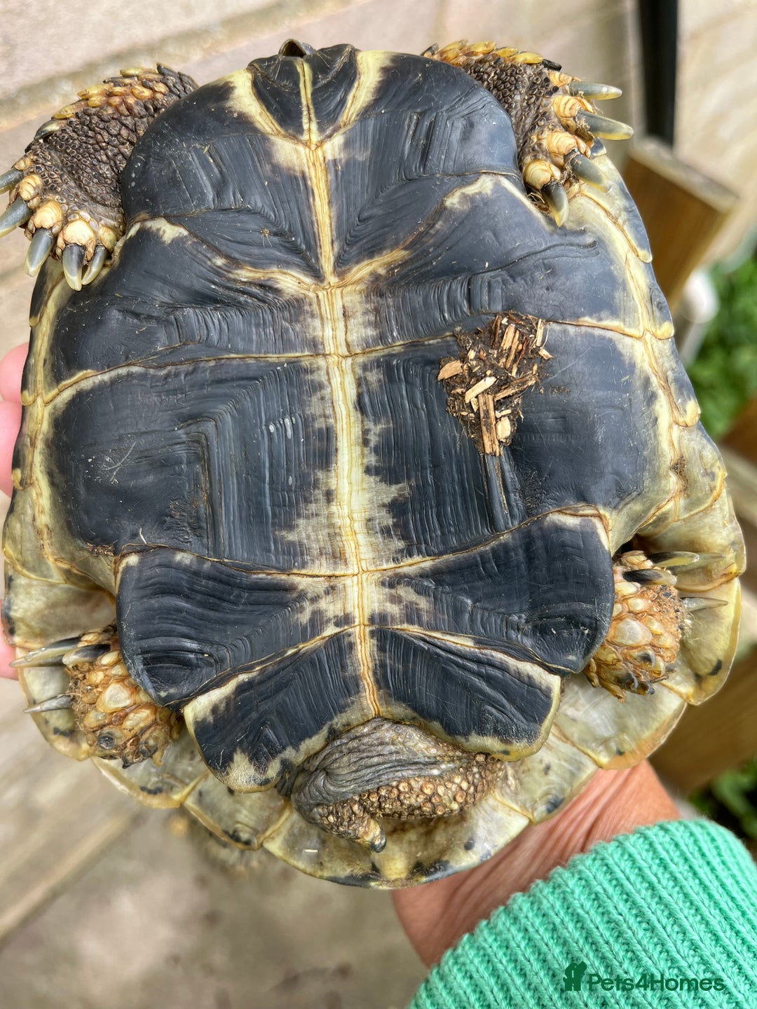 Hermann Tortoise reptiles for sale: Two Beautiful Hermanns Tortoises - Image 3