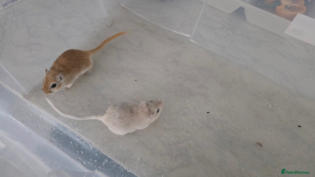Gerbil rodents for sale: 3×Gerbils and Cage  - Image 5
