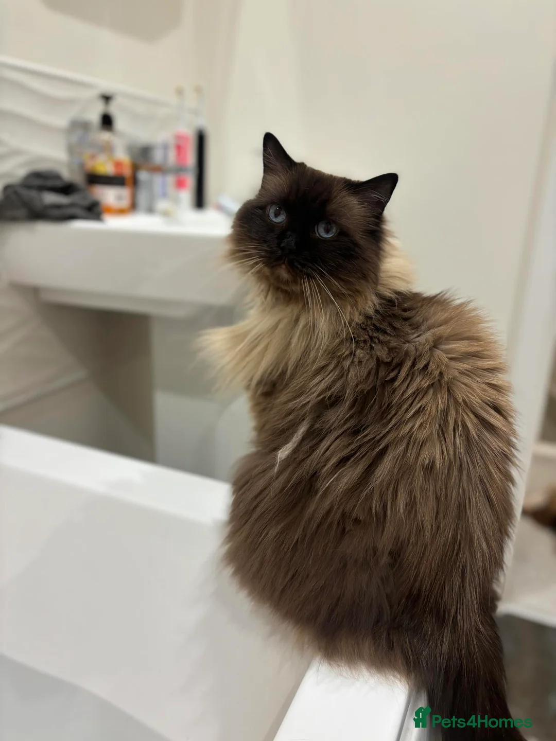 Ragdoll cats for sale: Ragdoll cat 6 years old for rehome  - Advert 5