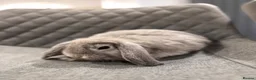 Mini Lop rabbits for sale: Pure bred Mini Lop Bunnies  - Advert 5