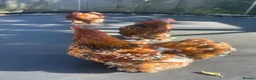 Chickens poultry for sale: X3 bantam cockerals - Advert 5