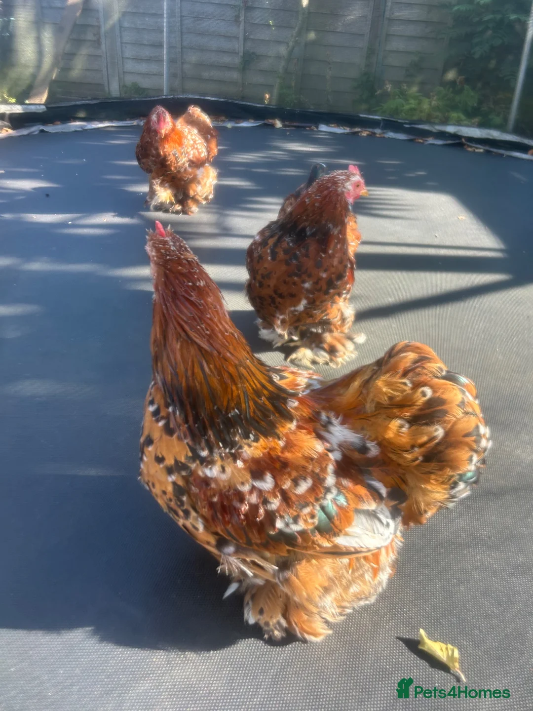 Chickens poultry for sale: X3 bantam cockerals - Advert 5