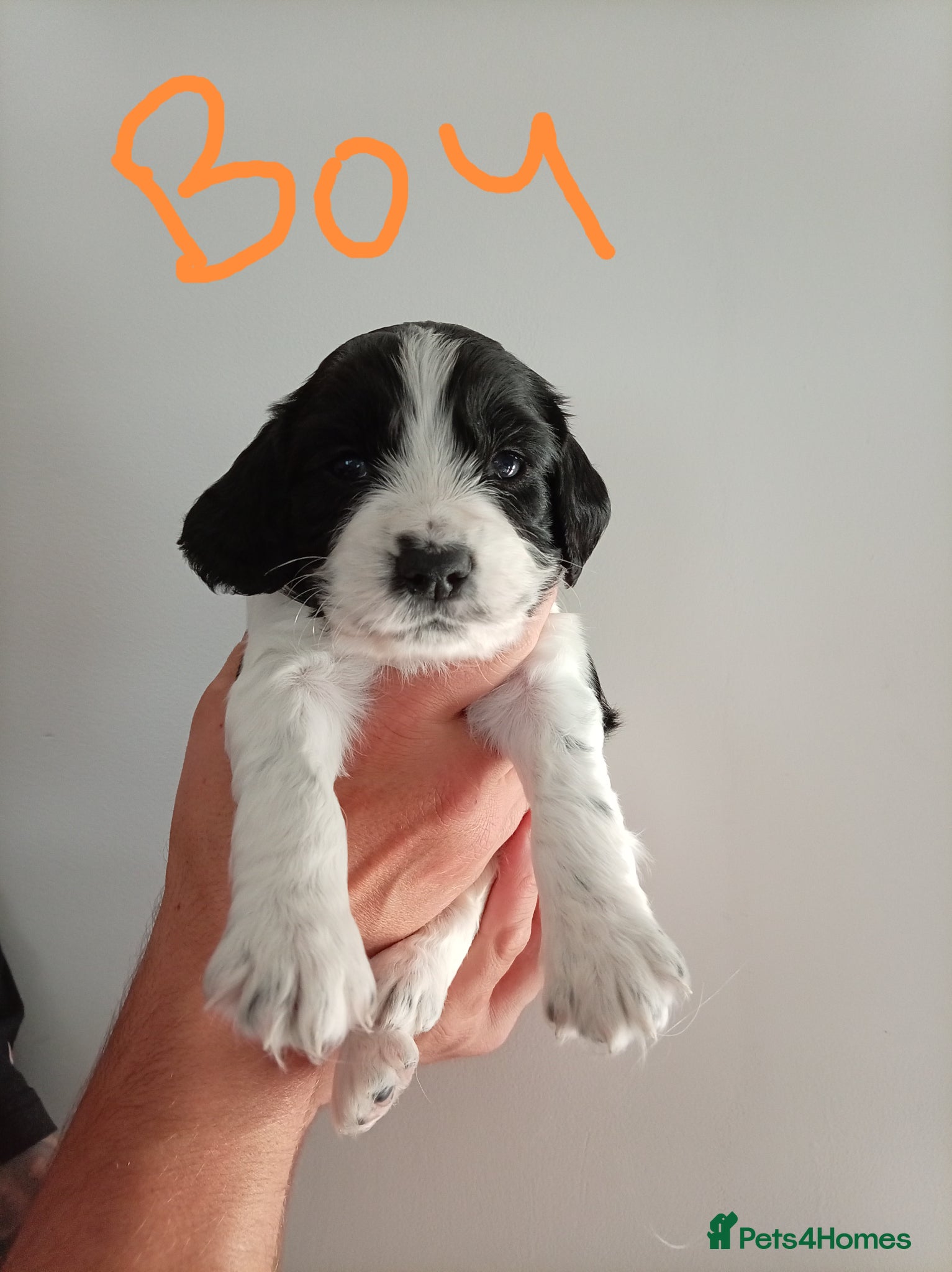English Springer Spaniel dogs for sale: Springiel spaniel  - Advert 6