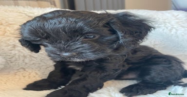 Cavapoo dogs Cavapoo - Advert 15