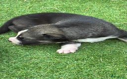 Siberian Husky dogs for sale: Husky  - Image 2