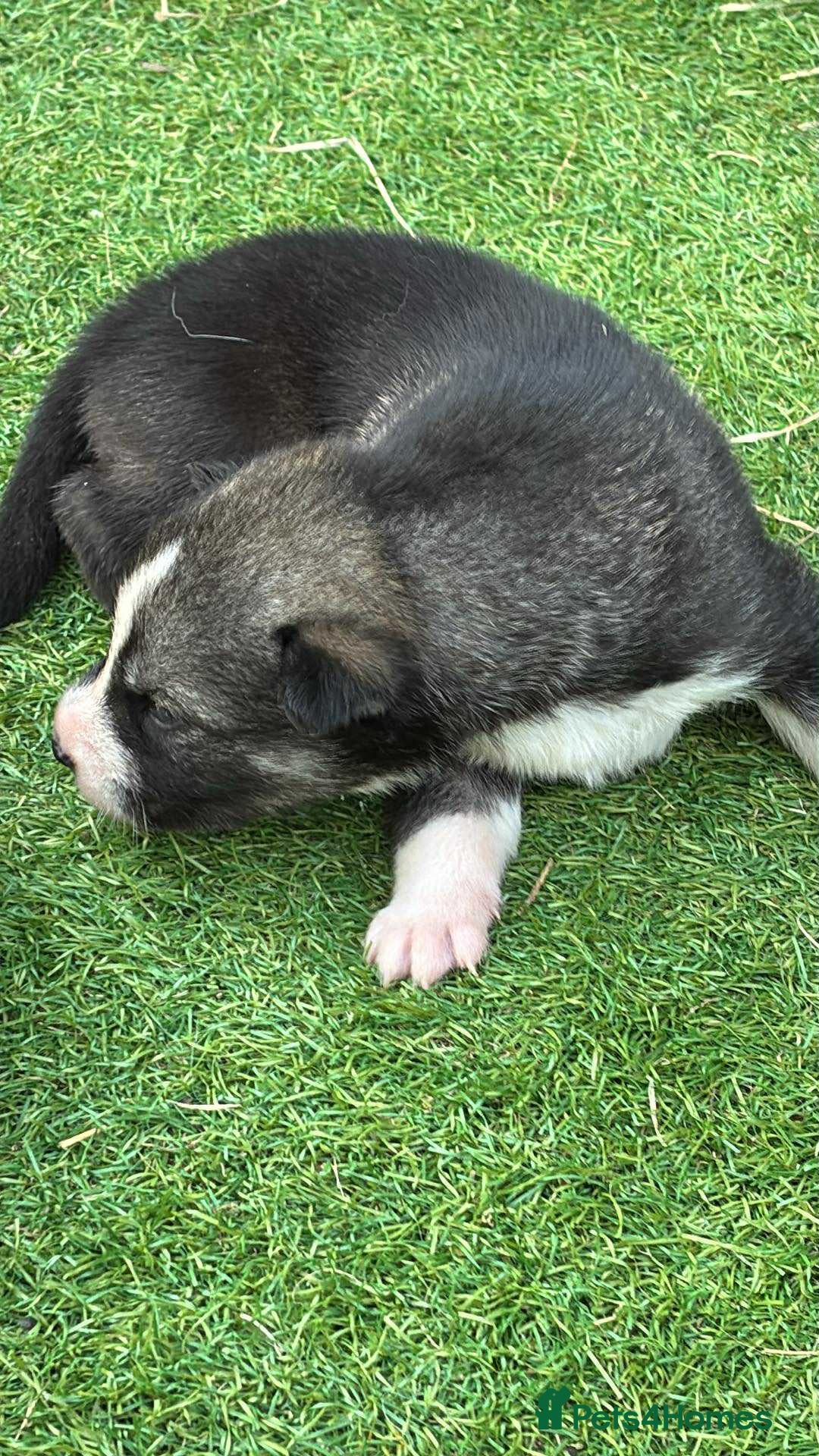Siberian Husky dogs for sale: Husky  - Image 2