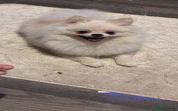 Pomeranian dogs for sale: Pomeranian  - Image 14