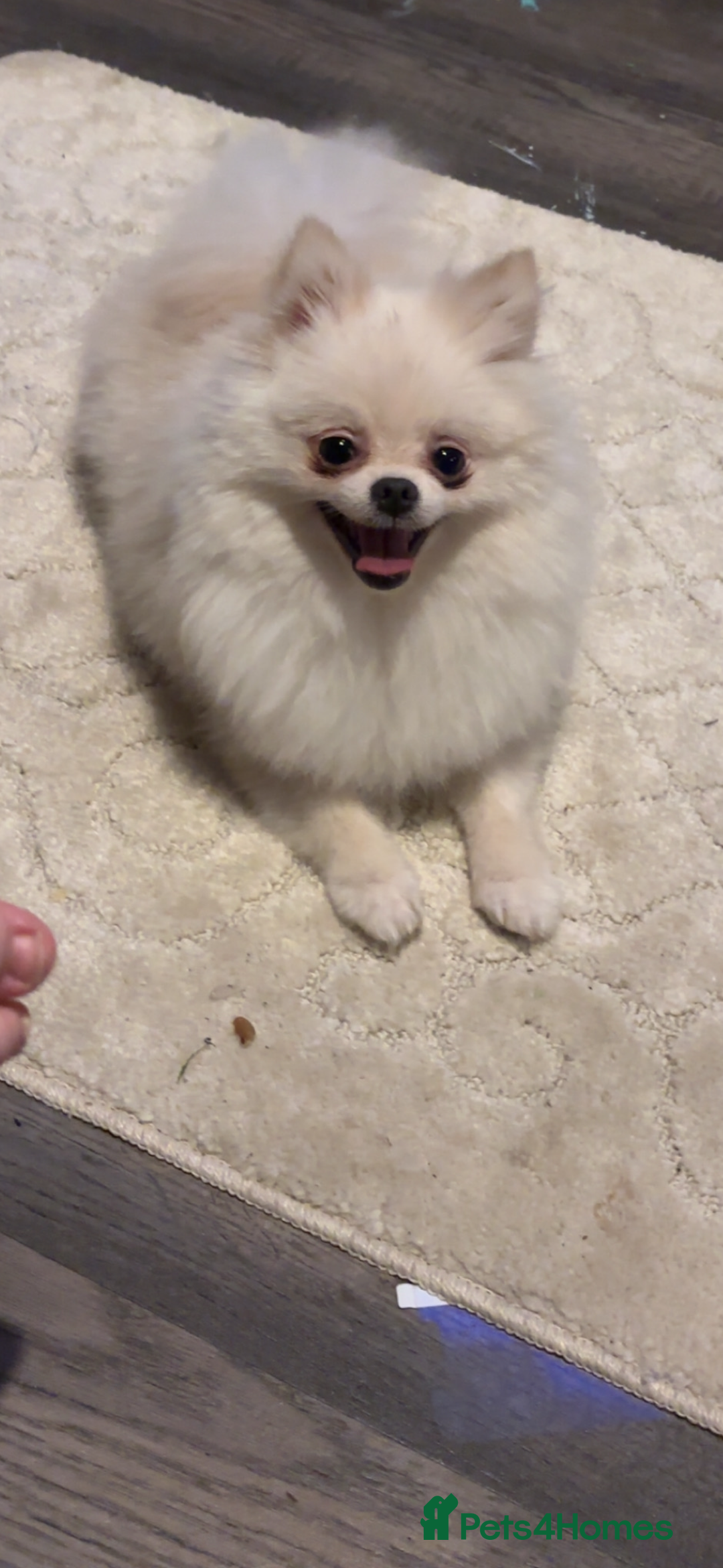 Pomeranian dogs for sale: Pomeranian  - Image 14