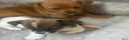 Jack Chi dogs for sale: Jack chi - Advert 5