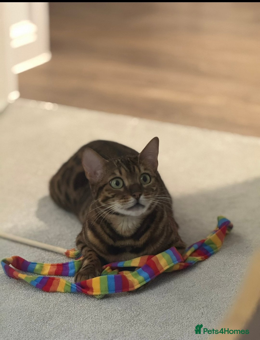 Bengal cats for sale: 2 Y/O bengal cat looking for a new home 😺 - Advert 4