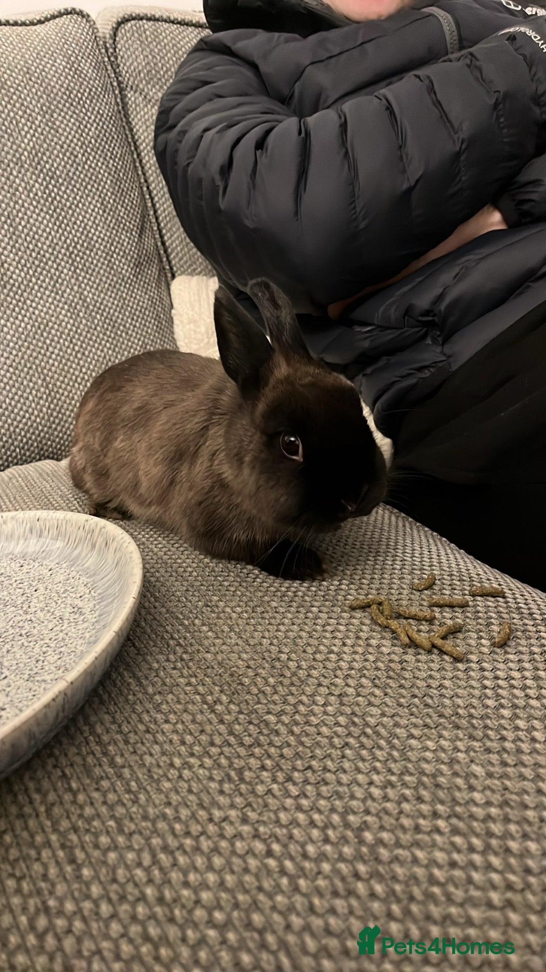 Lionhead rabbits Brown Havana Rabbit 4 months old - Advert 2