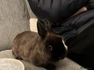 Lionhead rabbits Brown Havana Rabbit 4 months old - Advert 2