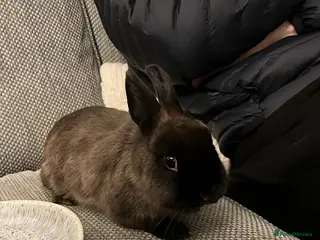 Lionhead rabbits Brown Havana Rabbit 4 months old - Advert 14