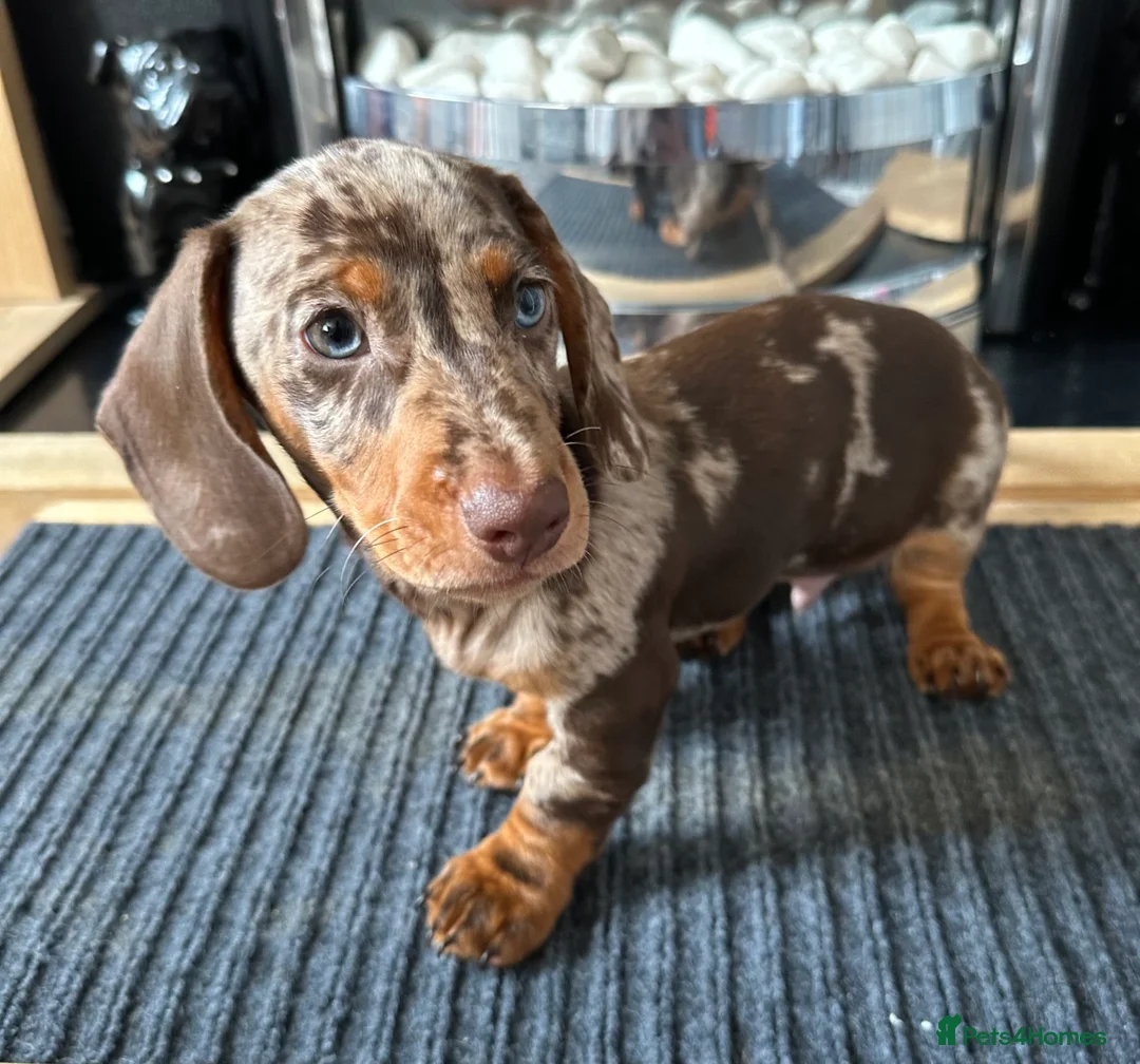 Miniature Dachshund dogs for sale: KC registered Miniature Dachshund  - Advert 2