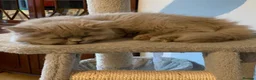 British Longhair cats for sale: GCCF kittens  - Advert 3