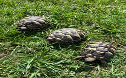 Hermann Tortoise reptiles for sale: Hermann Tortoise Hatchlings  - Image 3