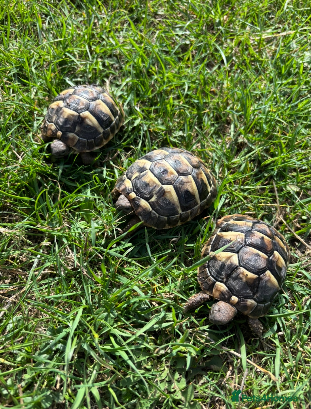 Hermann Tortoise reptiles for sale: Hermann Tortoise Hatchlings  - Image 3