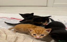 Mixed Breed cats for sale: Beautiful Mixed Kittens (Ginger/Tortie/Black) - Image 8